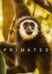 Naczelne / Primates