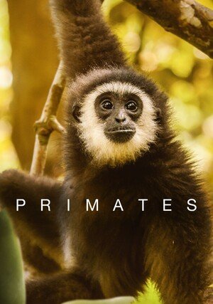 Naczelne / Primates