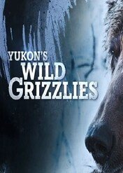 Niedźwiedzie grizzly z Jukonu / Yukon's Wild Grizzlies
