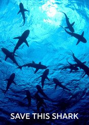 Ocalić rekina / Save This Shark