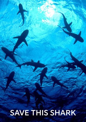 Ocalić rekina / Save This Shark