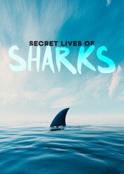 Secret Life of Sharks / Secret Life of Sharks