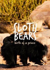 Sloth Bears: Birth Of A Prince / Sloth Bears: Birth Of A Prince
