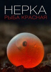 Nerka. Czerwona ryba / Sockeye Salmon. Red Fish