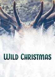 Wild Christmas / Wild Christmas