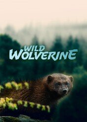 Wild Wolverine / Wild Wolverine