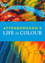 David Attenborough: Życie w kolorze / Life in Colour with David Attenborough