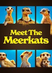 Gang surykatek / Meet the Meerkats