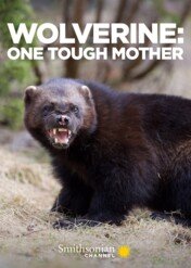 Rosomak. Trudy macierzyństwa / Wolverine - One Tough Mother