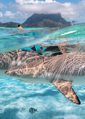 Sezon na rekiny 2 / Sharkadelic Summer 2