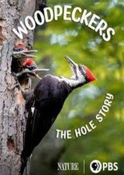 Dzięcioły: Historia bez dziur / Woodpeckers: The Hole Story