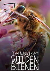 Dzikie pszczoły / Bee Wilde