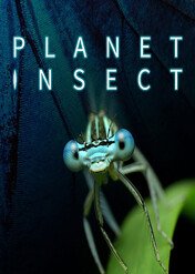 Planet Insect / Planet Insect