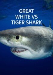 Rekin biały kontra żarłacz tygrysi / Great White vs Tiger Shark