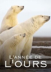 Rok wśród niedźwiedzi / One year among bears