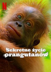 Sekretne życie orangutanów / Secret Lives of Orangutans