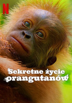 Sekretne życie orangutanów / Secret Lives of Orangutans