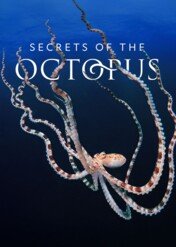Sekretne życie ośmiornic / Secrets of the Octopus
