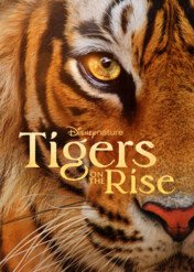 Za kulisami filmu "Tygrys" / Tigers on the Rise