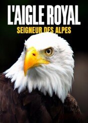 Orzeł przedni. Władca przestworzy / L'aigle royal, seigneur des Alpes