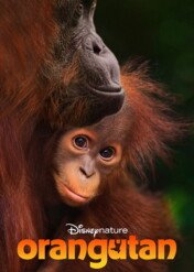 Orangutan / Orangutan