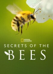 Sekretne życie pszczół / Secrets of the Bees