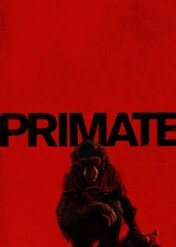 Szympans / Primate