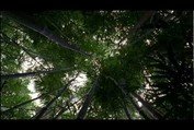 LOST: Opening Scene 1x01 - Bamboo Forest