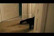 Nicole Kidman-The Invasion Exclusive Trailer