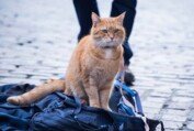 A Street Cat Named Bob - Official Trailer - At Cinemas November 4