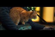 A Street Cat Named Bob - Silent Night Clip - At Cinemas Now
