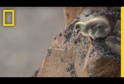 Arctic Geese Chicks Jump Off Cliff to Survive | Hostile Planet