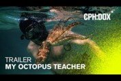My Octopus Teacher Trailer | CPH:DOX 2020