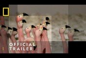 Official Trailer | South America's Weirdest Animals | National Geographic Wild UK