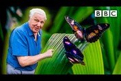 Attenborough's Life in Colour: Trailer 
